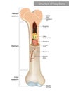 Structure and components of long bone. Proximal epiphysis,