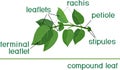 Structure of compound plant leaf