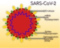 Structure of COVID 19 Novel Coronavirus, SARS COVID 2