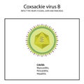 The structure of Coxsackie Virus B.