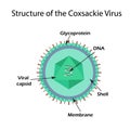 The structure of the Coxsackie virus. Royalty Free Stock Photo