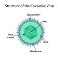 The structure of the Coxsackie virus.