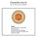 The structure of Coxsackie Virus A.