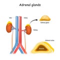 Structure and cross section of suprarenal glands