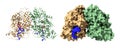 Structure of cryptochrome 3 dimer - DNA (blue) complex. FAD is shown in red