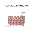 The structure of cubic epithelium. Infographics. Vector illustration on background