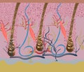 Structure and cycles of hair growth on a human head under a microscope close-up. Vector illustration. Hair under the Royalty Free Stock Photo