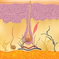 Structure and cycles of hair growth on a human head under a microscope close-up. Vector illustration. Hair under the Royalty Free Stock Photo