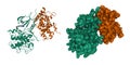 Structure of cyclin-dependent kinase CDK9 (green) in complex with cyclin T (brown) inhibitor
