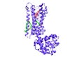 Structure of the D2 dopamine receptor bound to the atypical antipsychotic drug risperidone (red) and oleic acid Royalty Free Stock Photo