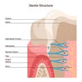 Structure of Dentine. Parts of a tooth, including dentine. Royalty Free Stock Photo