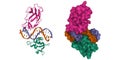 Structure of the DNA binding domains of human FLI1 (green) and Runx2 (pink) in complex with DNA