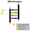 Structure of DNA dna strands nucleic acid hydrogen bonds