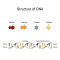 Structure of DNA