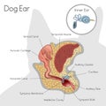 Structure of dog ear Royalty Free Stock Photo