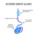 Structure Eccrine sweat gland. Infographics. Vector illustration on background Royalty Free Stock Photo