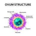 The structure of the egg. Ovum anatomy. Vector illustration on isolated background