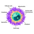 The structure of the egg. Ovum anatomy. Vector illustration on isolated background