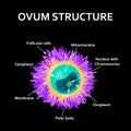 The structure of the egg. Ovum anatomy. Vector illustration on isolated background