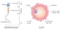 Structure of egg and sperm