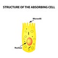 Structure of the enterocyte. absorptive cells intestine. Infographics. Vector illustration on isolated background.