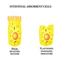 Structure of the enterocyte. Deformed, sick cell. absorptive cells intestine. Infographics. Vector illustration