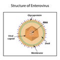 The structure of the enterovirus. Royalty Free Stock Photo