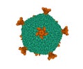 Structure of the entire lipid-containing bacteriophage PM2