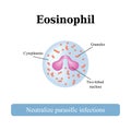 The structure of the eosinophil. Vector illustration Royalty Free Stock Photo