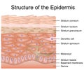 Structure of the epidermis medical vector illustration, dermis anatomy Royalty Free Stock Photo