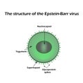 The structure of the Epstein-Barr virus. Infographics. Vector illustration Royalty Free Stock Photo