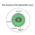 The structure of the Epstein-Barr virus. Infographics. Vector illustration