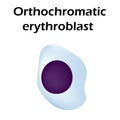 The structure of the erythrocyte. Erythrocyte blood cell. The structure of the red blood cell. Reticulocyte