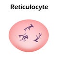 The structure of the erythrocyte. Erythrocyte blood cell. The structure of the red blood cell. Reticulocyte