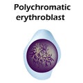 The structure of the erythrocyte. Erythrocyte blood cell. The structure of the red blood cell. Reticulocyte