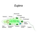 Structure of a euglena Royalty Free Stock Photo