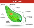 Structure of a euglena Royalty Free Stock Photo