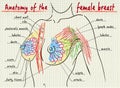 Structure of the female breast