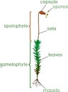 Moss life cycle. Diagram of life cycle of Common haircap moss Polytrichum commune Royalty Free Stock Photo