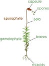 Moss life cycle. Diagram of life cycle of Common haircap moss Polytrichum commune