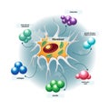 Structure of fibroblast cells Royalty Free Stock Photo
