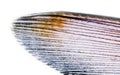 The structure of the fish fin
