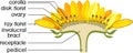 Structure of flower of sunflower in cross section. Diagram of flower head or pseudanthium. Parts of sunflower with titles Royalty Free Stock Photo