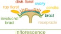 Structure of flower of sunflower in cross section. Diagram of flower head or pseudanthium. Parts of sunflower with titles
