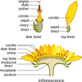 Structure of flower of sunflower in cross section. Structure of ray zygomorphic and actinomorphic disk flowers from inflorescence