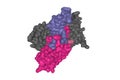 Structure of follicle-stimulating hormone homodimer color in complex with the entire ectodomain of its receptor gray