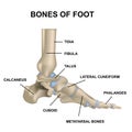 The structure of the foot joint. Realistic medical illustration with symbols