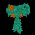 Structure of full-length insulin receptor green bound to four insulin molecules brown