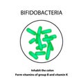 Structure and function Bifidobacterium. Infographics. Vector illustration on isolated background Royalty Free Stock Photo