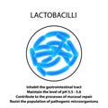 Structure and function of the Lactobacillus. Infographics. Vector illustration on isolated background.